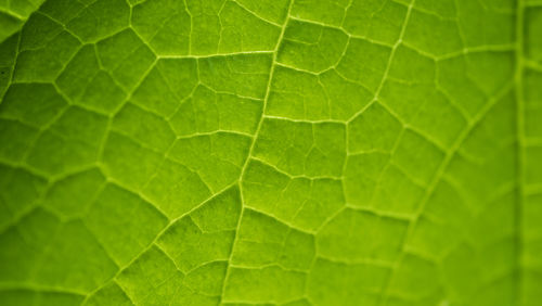 Full frame shot of green leaves