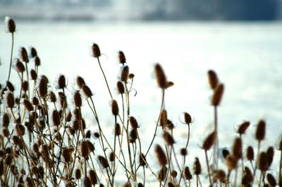 Close-up of plants against blurred background