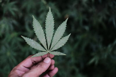 Close-up of hand holding cannabis leaf against plants