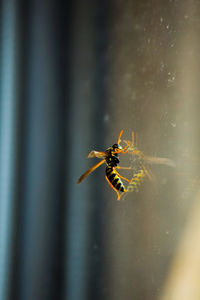 Close-up of wasp on glass window