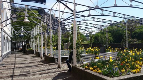 Plants growing in greenhouse