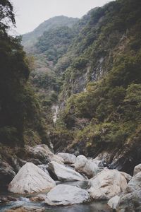 Scenic view of mountains in forest