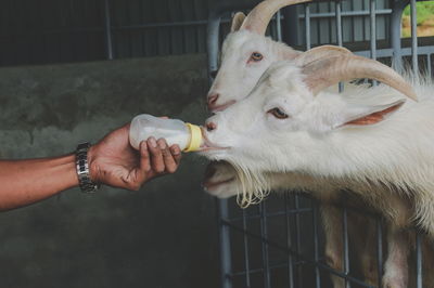 Close-up of hand feeding milk goat