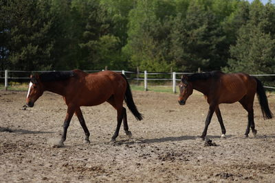 Horses standing in ranch