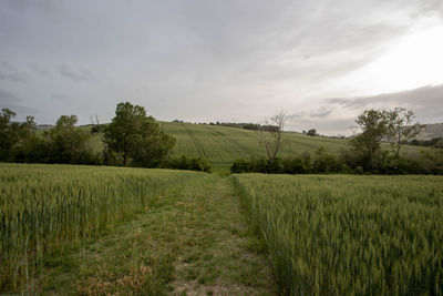 Scenic view of field against sky