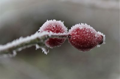 Close-up of frozen plant