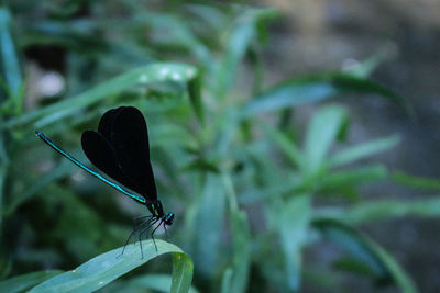 Close-up of damselfly on leaf