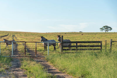 View of horse on field against sky