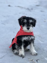 Close-up of dog