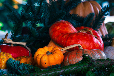 Close-up of pumpkins