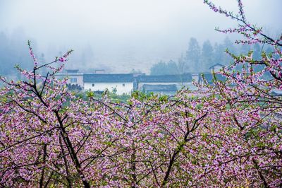 Pink cherry blossoms against sky
