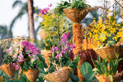 Close-up of flowering plants in basket