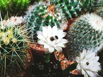 High angle view of white flowers blooming on cactus