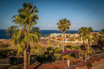 Palm trees by sea against sky