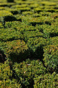 Full frame shot of plants