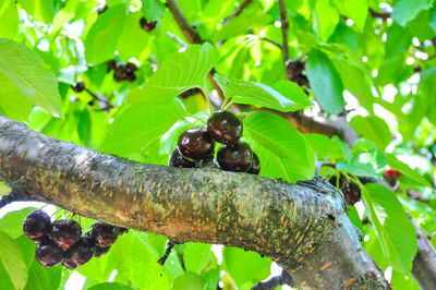 Close-up of lizard on tree