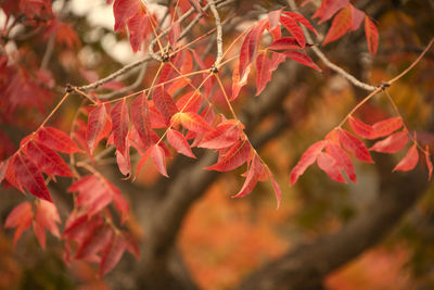 Close-up of red maple leaves during autumn