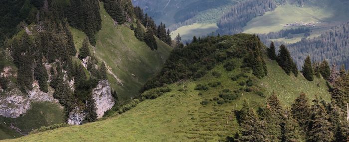 High angle view of pine trees on mountain