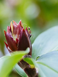 Close-up of insect on flower