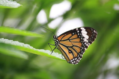 Close-up of butterfly on leaf