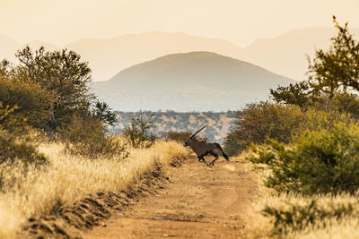 An oryx crossing the road