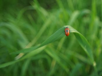 Close-up of ladybug on leaf