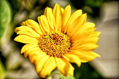 Close-up of yellow flower