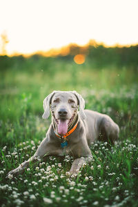 Dog looking away on field