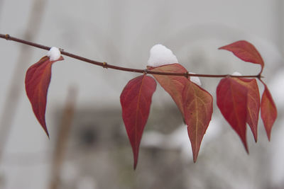 Close-up of red leaves during winter