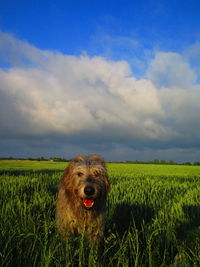 View of dog on field against sky