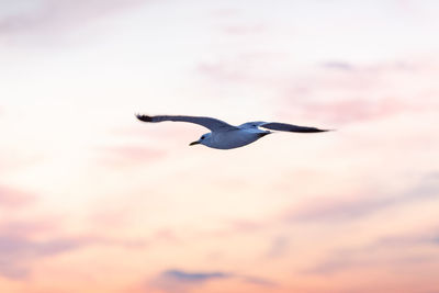 Low angle view of seagull flying in sky