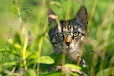 Portrait of cat on field