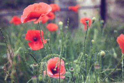 Close-up of red poppy flowers on field