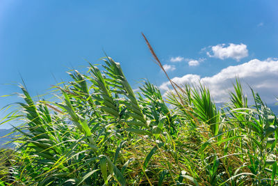Close-up of crops growing on field against blue sky