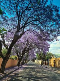 View of cherry trees along road