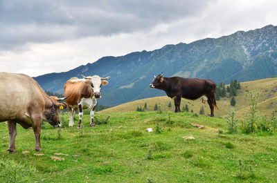 Cows on field against sky