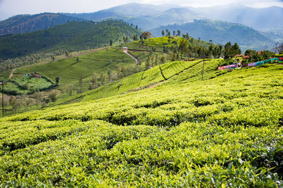 Scenic view of agricultural field against mountains