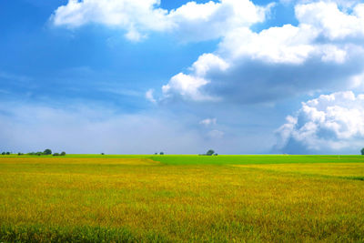 Beautiful agriculture jasmine rice field in the morning dark blue sky white cloud in rainy season