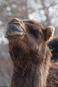 Close-up of a camel