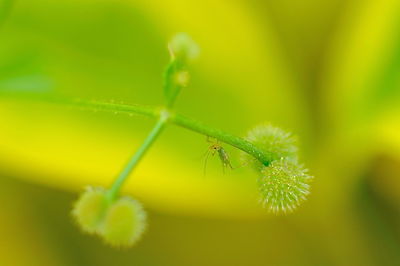 Close-up of insect on plant