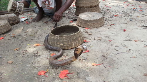 Low section of snake charmer playing with snake outdoors