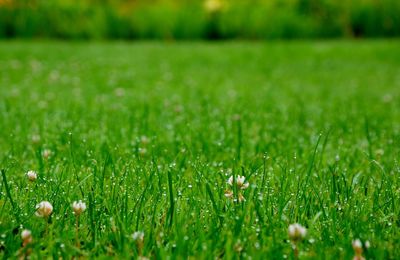 Grass growing on grassy field