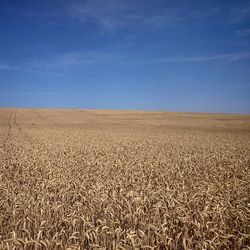 Scenic view of field against blue sky