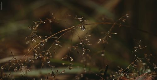 Close-up of spider web on plant