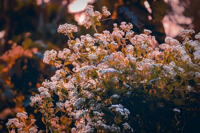 Close-up of cherry blossom plant