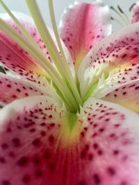 Close-up of fresh pink flower