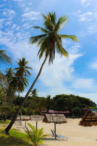 Palm trees on beach against sky