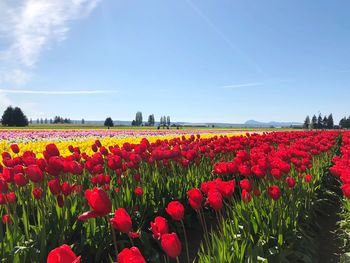 Scenic view of red flowers on field against sky