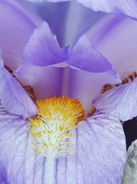 Close-up of purple flower