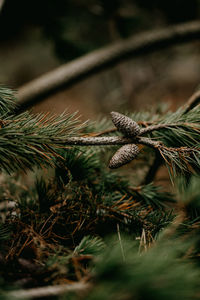 Pine cone amongst green pine needles on branch